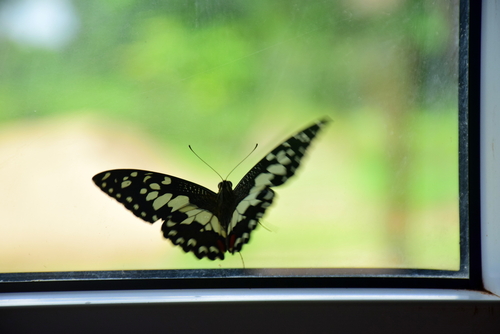 Tax transparency among corporations: Director General Luca Mattiazzi discusses the commitment of Etica Funds