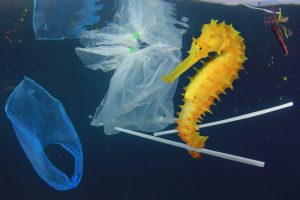Addio plastica: Europa, stop ai “nemici dei mari” Addio plastica: Europa, stop ai “nemici dei mari”