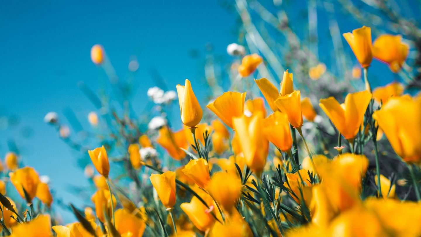 Eventi SRI: la finanza in cammino verso la sostenibilità