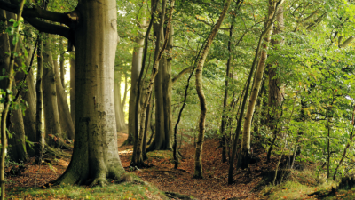 la Foresta di Etica Sgr