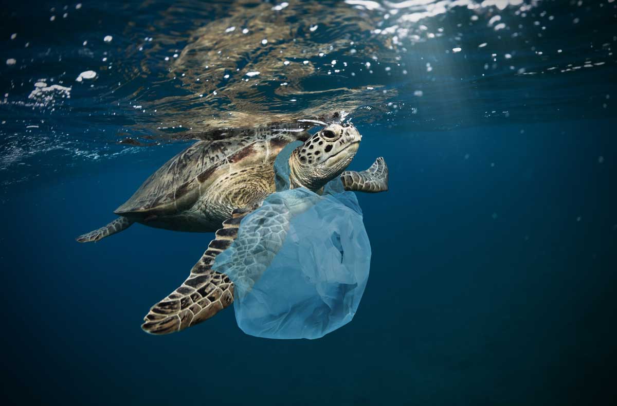 NON GETTARE LA PLASTICA IN MARE