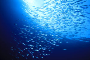 Blue economy: a sea of resources for the planet Blue economy: a sea of resources for the planet