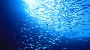 Blue economy: un mare di risorse per il pianeta Blue economy: un mare di risorse per il pianeta