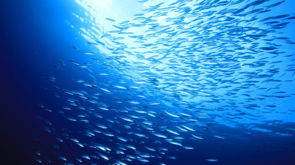 Giornata mondiale degli oceani 2023
