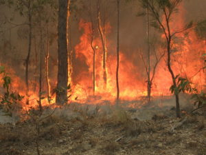 Incendi in Australia, l’imputato è il riscaldamento globale Incendi in Australia, l’imputato è il riscaldamento globale
