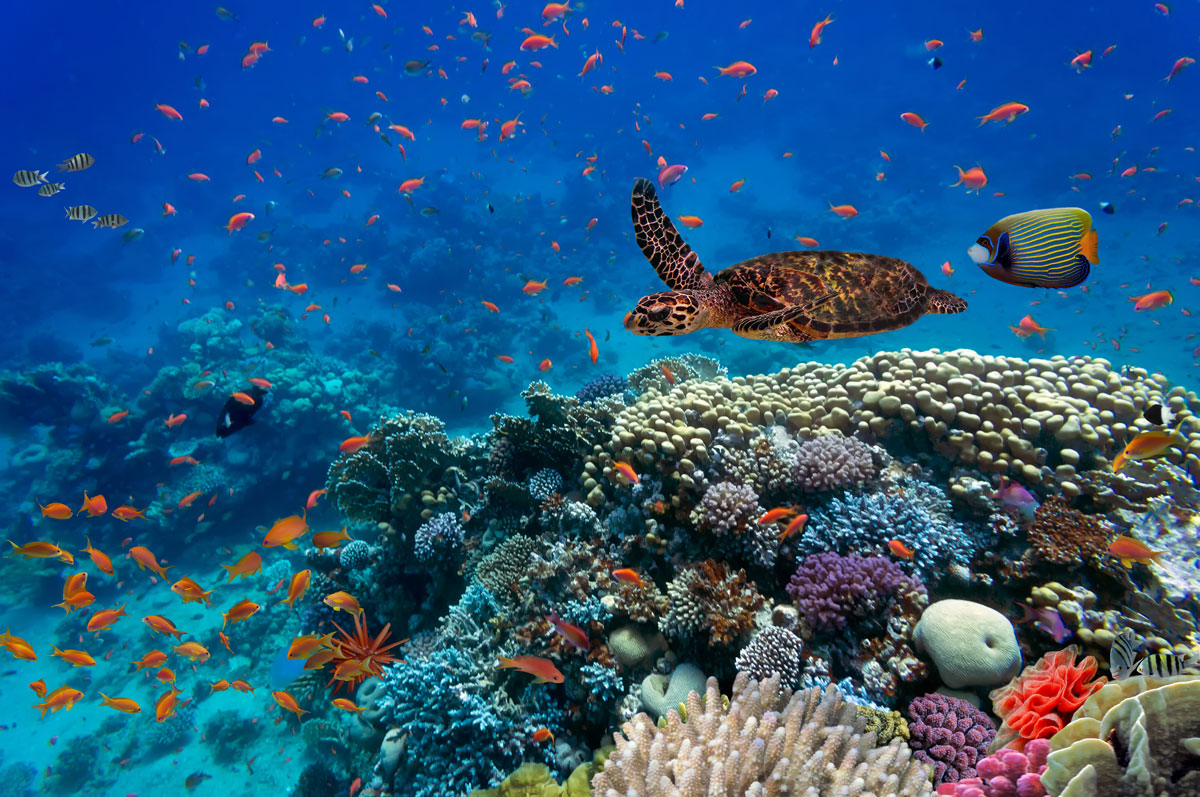 Biodiversità in mare - Giornata mondiale della Natura