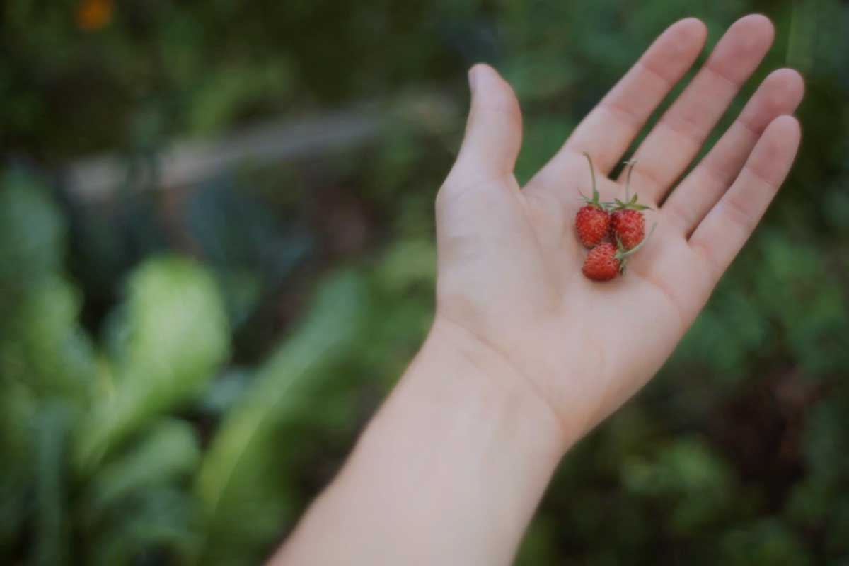 microfinanza etica sgr apical