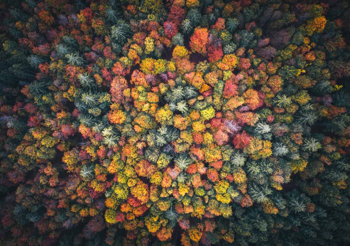 foresta colorata - finanza sostenibile
