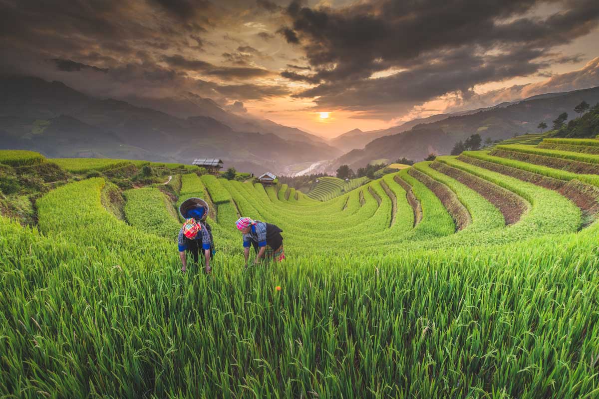 giornata mondiale dell'ambiente 2021 - donne in Vietnam raccolgono il riso nei campi