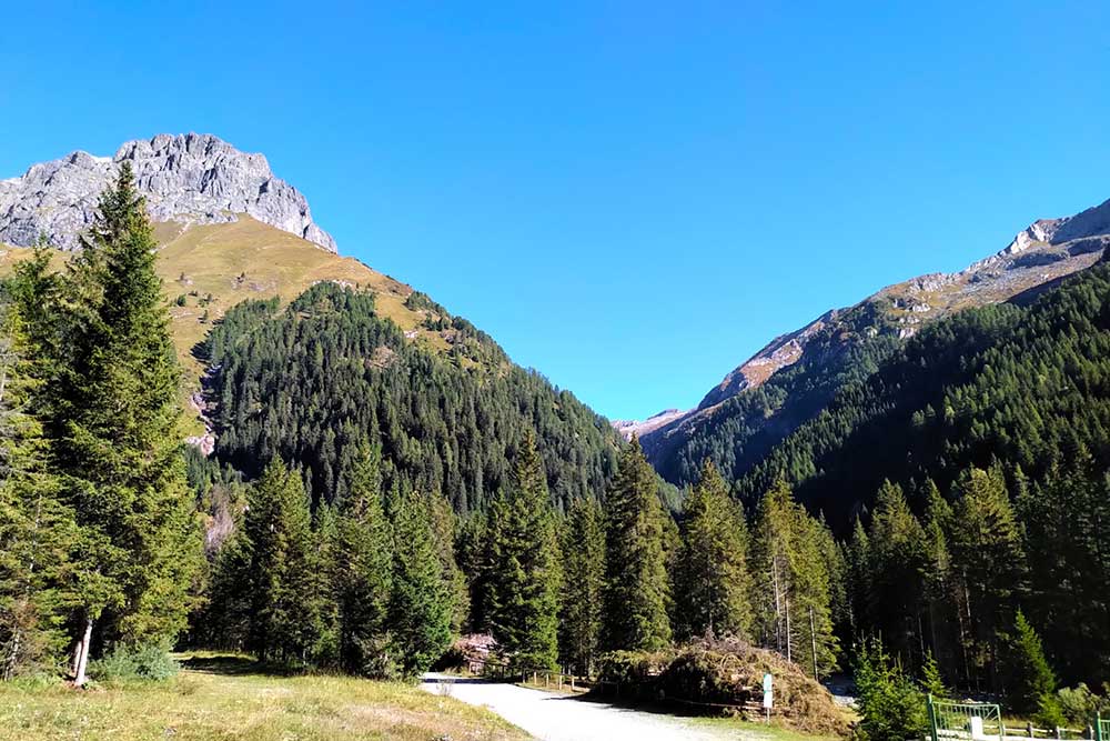 Riforestazione Pizzo Badile