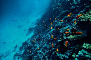 Extracción minera de los fondos marinos, el compromiso de Etica Funds para proteger los océanos