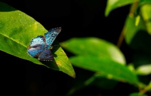 Nature Restoration Law, approvata la legge per proteggere la biodiversità