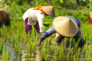 Sostenibilità alimentare, l’urgenza di ripensare il sistema globale del cibo Sostenibilità alimentare, l’urgenza di ripensare il sistema globale del cibo