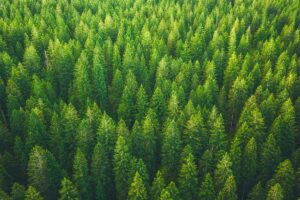 Giornata mondiale dell’ambiente 2024, rigenerare il Pianeta Giornata mondiale dell’ambiente 2024, rigenerare il Pianeta
