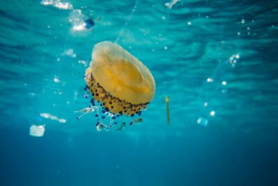 Giornata mondiale dell'ambiente 2025, contro l'inquinamento da plastica