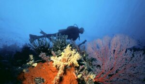 Perché la biodiversità marina è una priorità per gli investitori responsabili Perché la biodiversità marina è una priorità per gli investitori responsabili