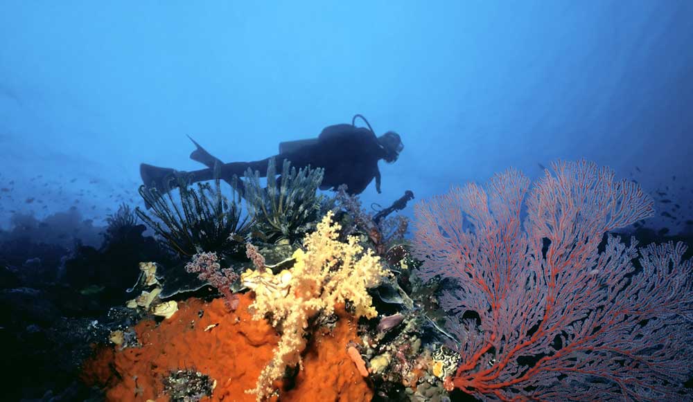 biodiversità marina