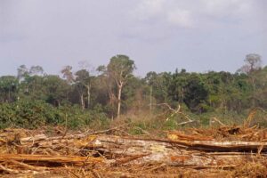L’impegno di Etica Sgr per fermare la deforestazione globale L’impegno di Etica Sgr per fermare la deforestazione globale