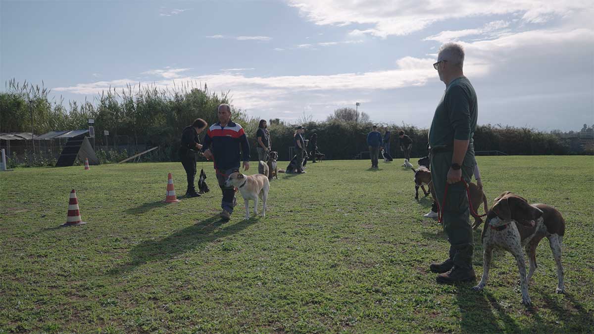 meravigliosa vita da cani