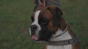 Meravigliosa Vita Da Cani | Storie di microfinanza e crowdfunding